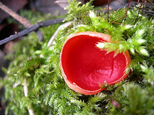 Nel  Regno  della  Jurana